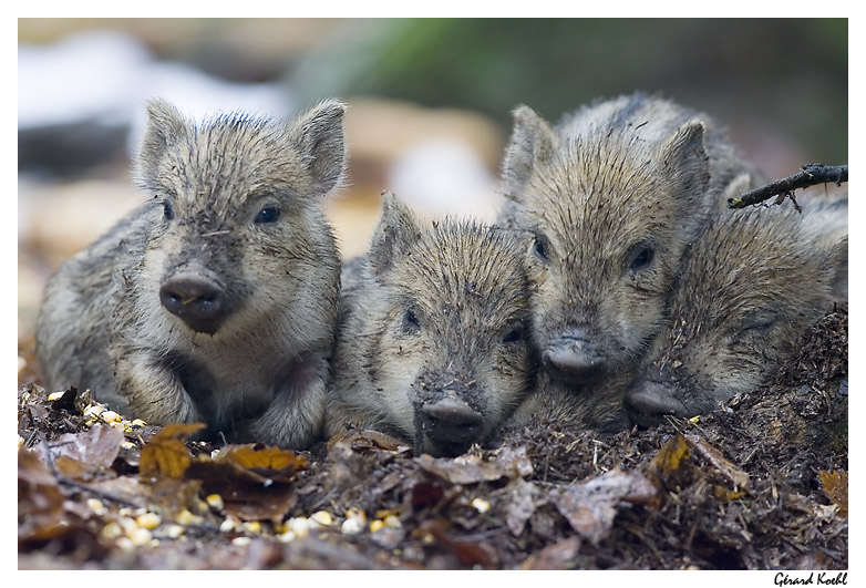  Image name: 21 Cinghiale.jpg 
 width: 782 pixel 
 height: 531 pixel 
 Size: 177519 bytes 
 Click to enlarge 